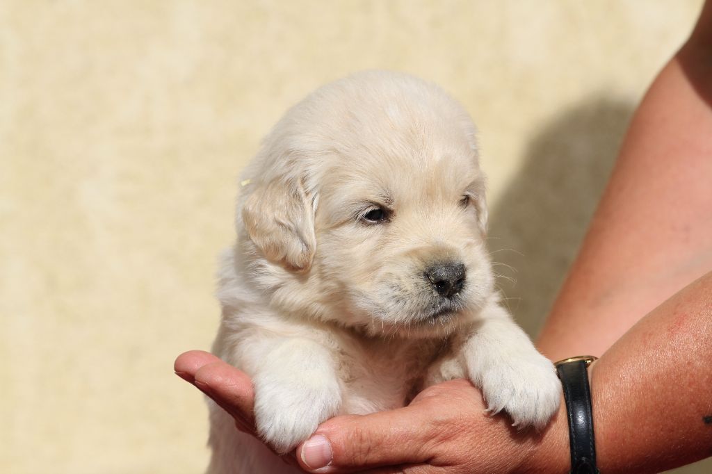 De La Tombée De La Nuit - Chiots disponibles - Golden Retriever