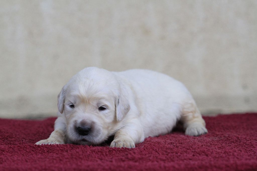 De La Tombée De La Nuit - Chiots disponibles - Golden Retriever