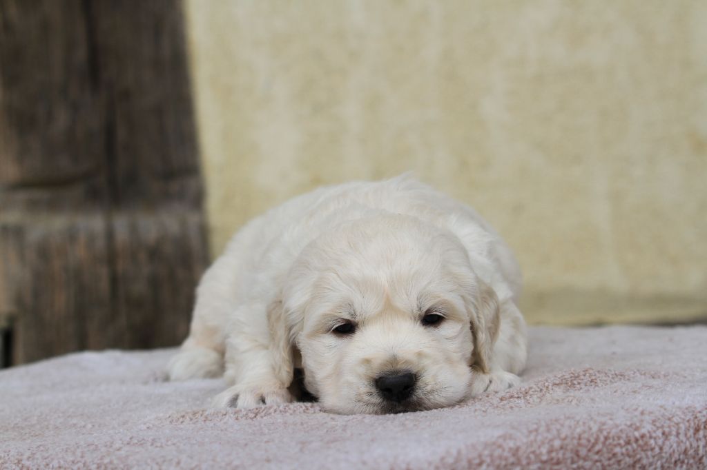 De La Tombée De La Nuit - Chiots disponibles - Golden Retriever