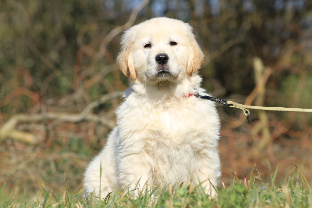 De La Tombée De La Nuit - Chiots disponibles - Golden Retriever