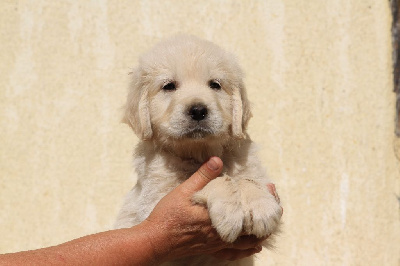 Angie (collier marron)