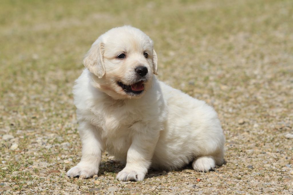 De La Tombée De La Nuit - Chiots disponibles - Golden Retriever