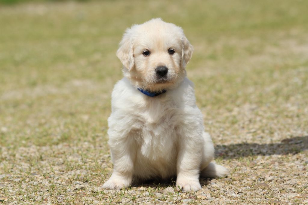 De La Tombée De La Nuit - Chiots disponibles - Golden Retriever