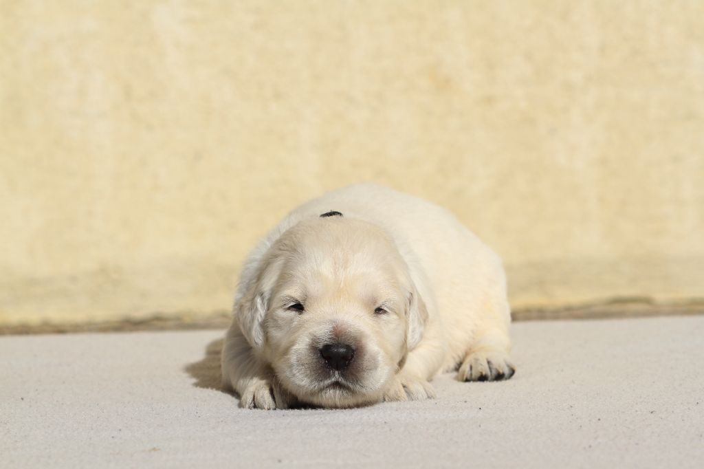 De La Tombée De La Nuit - Chiots disponibles - Golden Retriever
