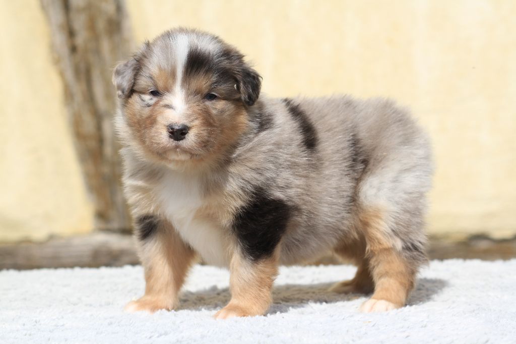 Chiot Berger Australien De La Tombée De La Nuit