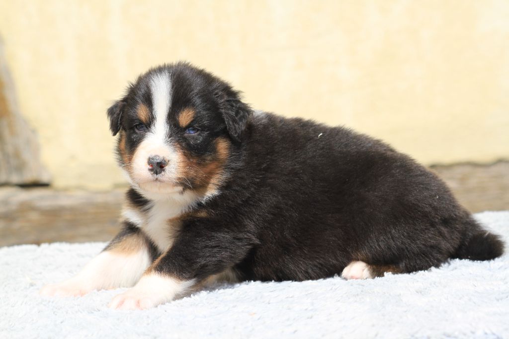 De La Tombée De La Nuit - Chiots disponibles - Berger Australien