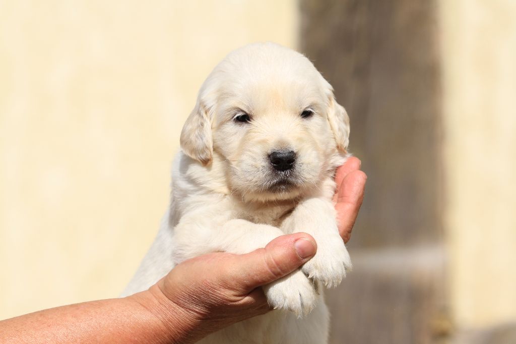 De La Tombée De La Nuit - Chiots disponibles - Golden Retriever
