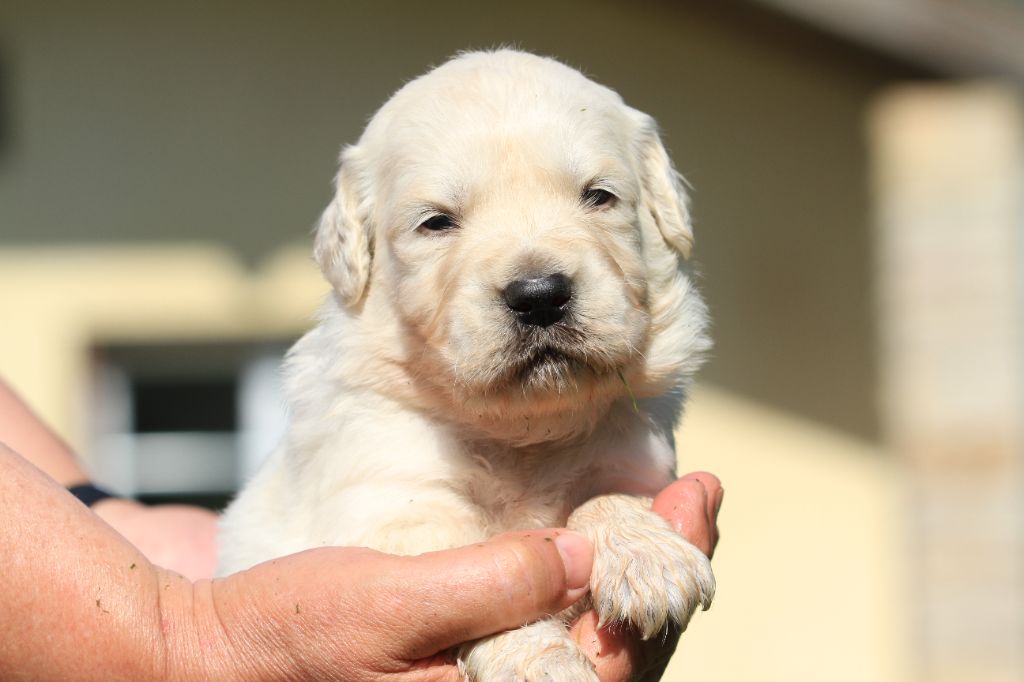 De La Tombée De La Nuit - Chiots disponibles - Golden Retriever