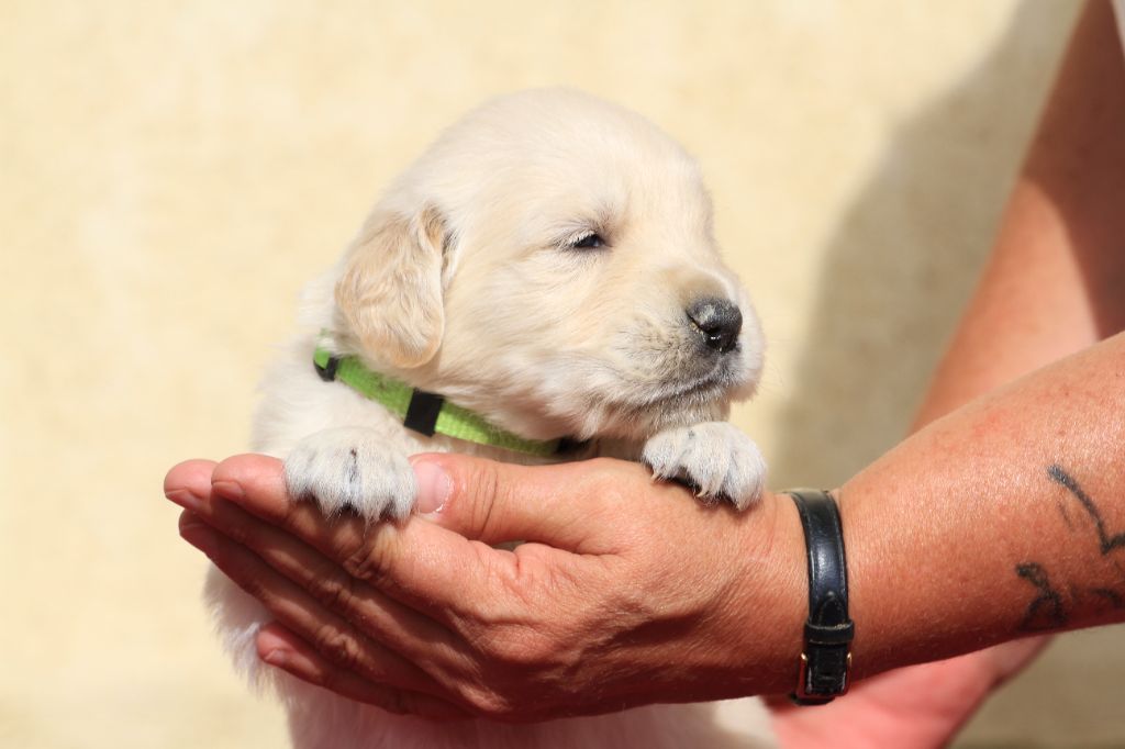 De La Tombée De La Nuit - Chiots disponibles - Golden Retriever