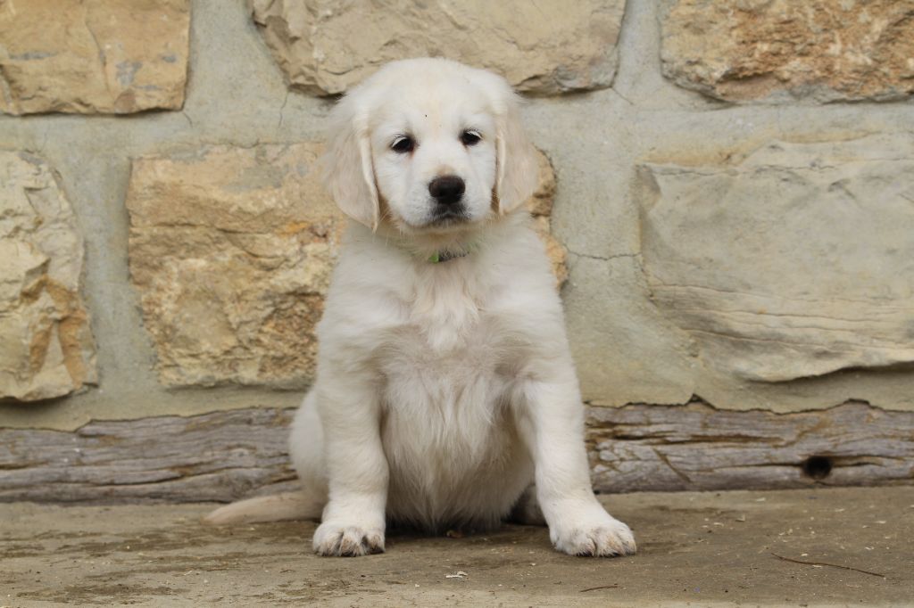 De La Tombée De La Nuit - Chiots disponibles - Golden Retriever