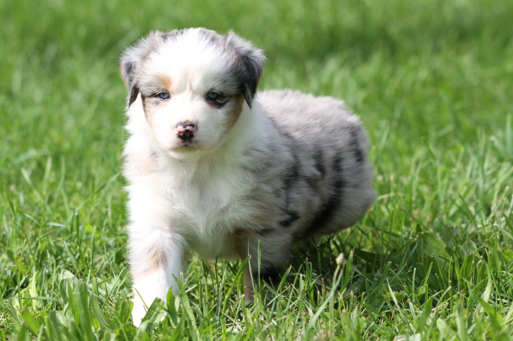 De La Tombée De La Nuit - Chiots disponibles - Berger Australien
