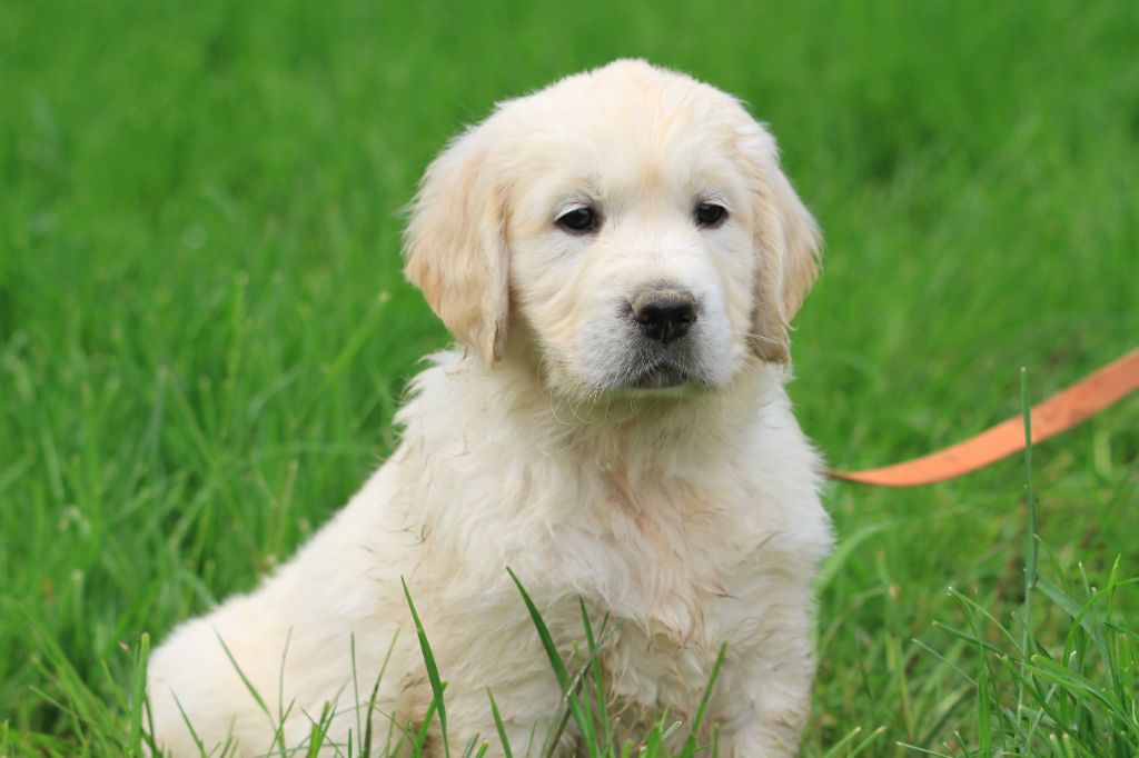 De La Tombée De La Nuit - Golden Retriever - Portée née le 12/02/2024