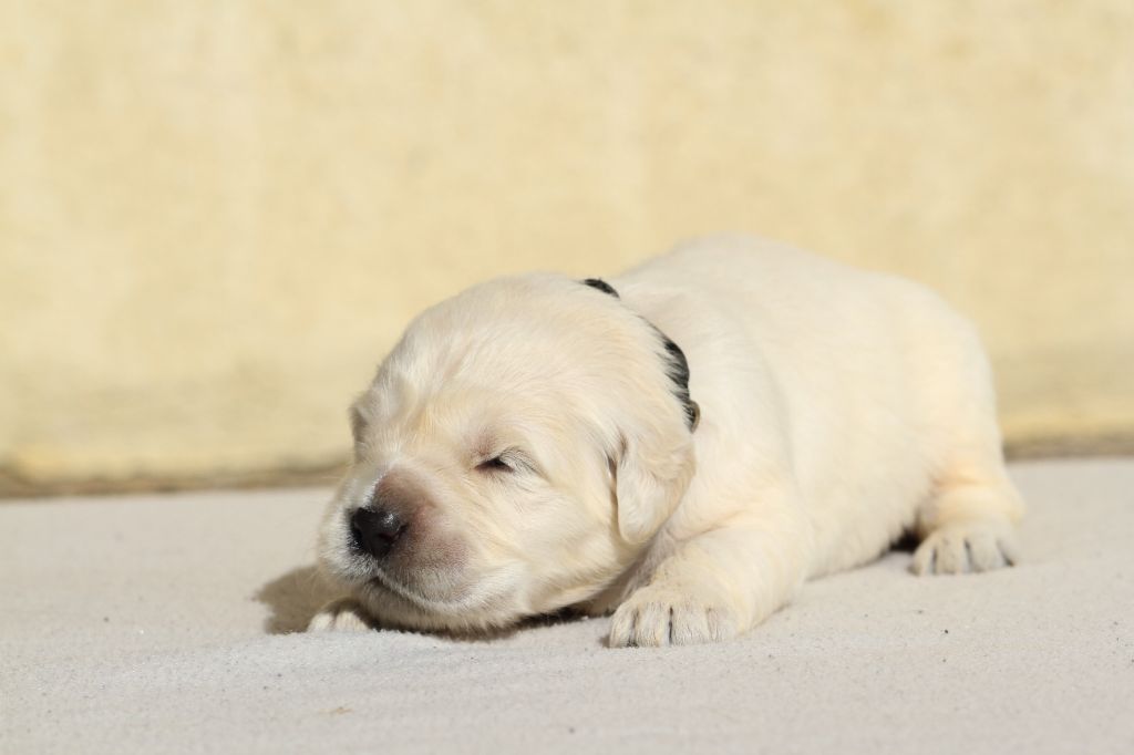 Chiot Golden Retriever De La Tombée De La Nuit