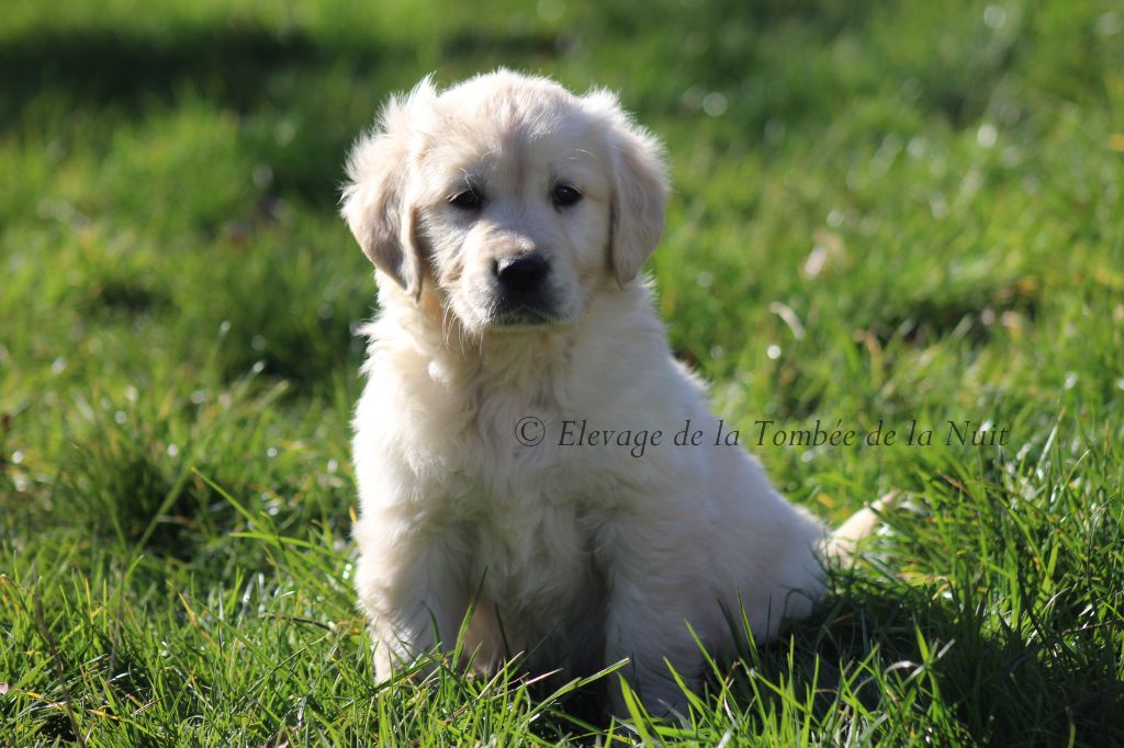 Chiot Golden Retriever De La Tombée De La Nuit