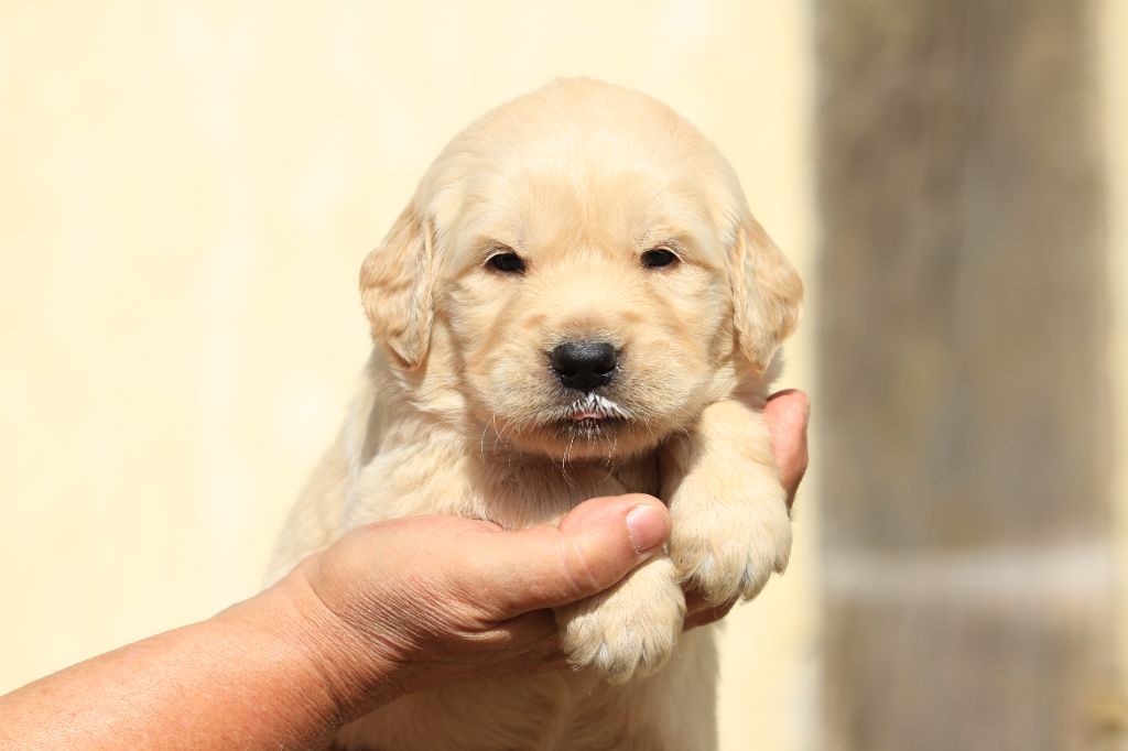 De La Tombée De La Nuit - Chiots disponibles - Golden Retriever