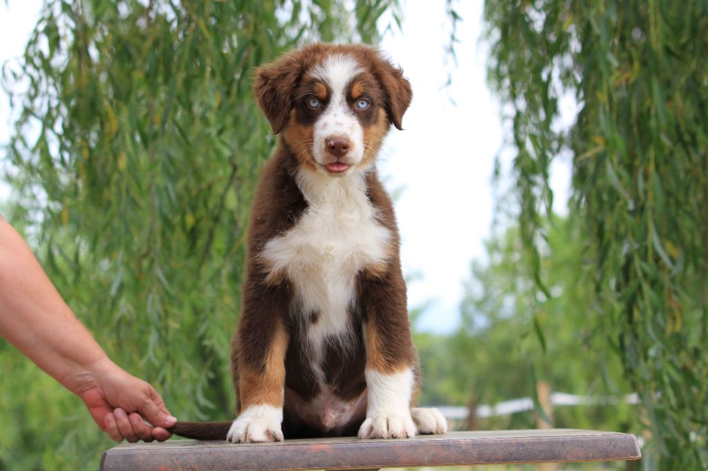 De La Tombée De La Nuit - Chiots disponibles - Berger Australien