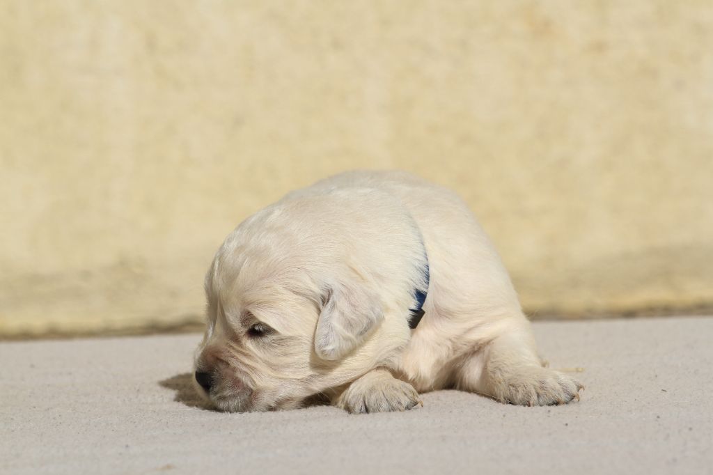 De La Tombée De La Nuit - Chiots disponibles - Golden Retriever