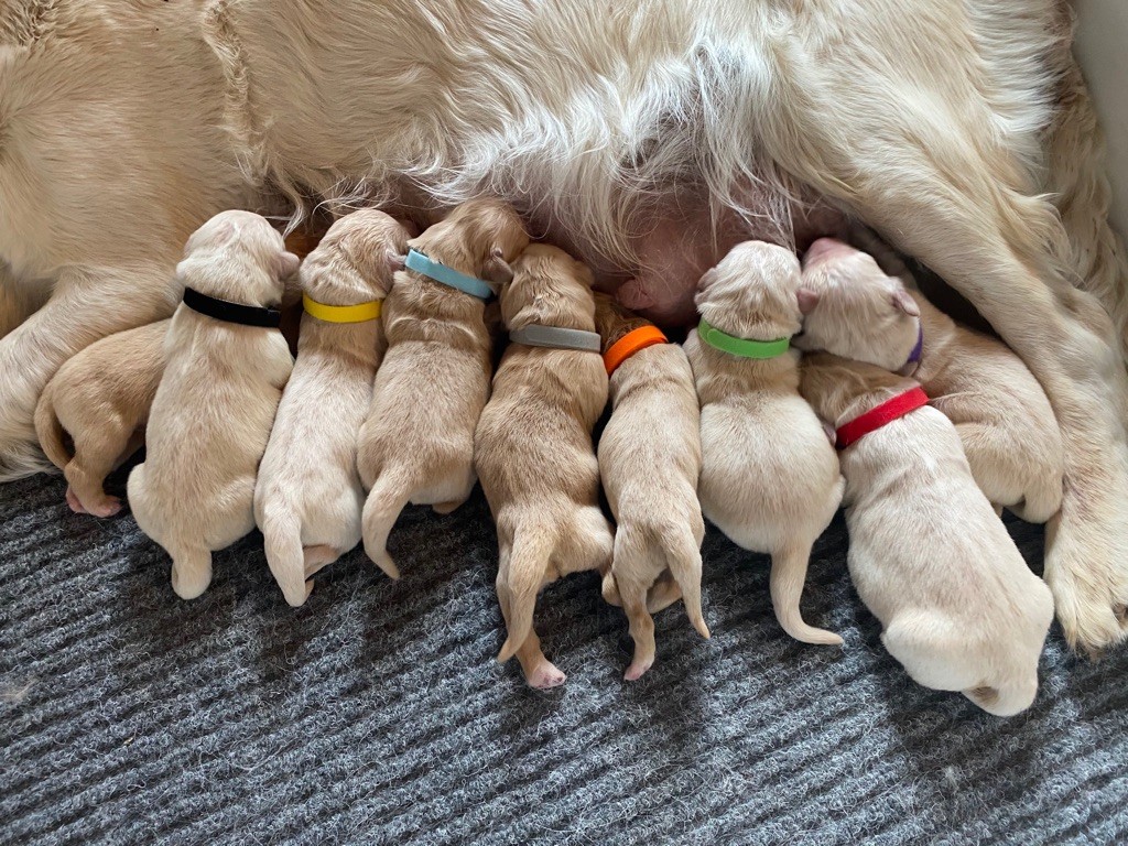 Chiot Golden Retriever De La Tombée De La Nuit