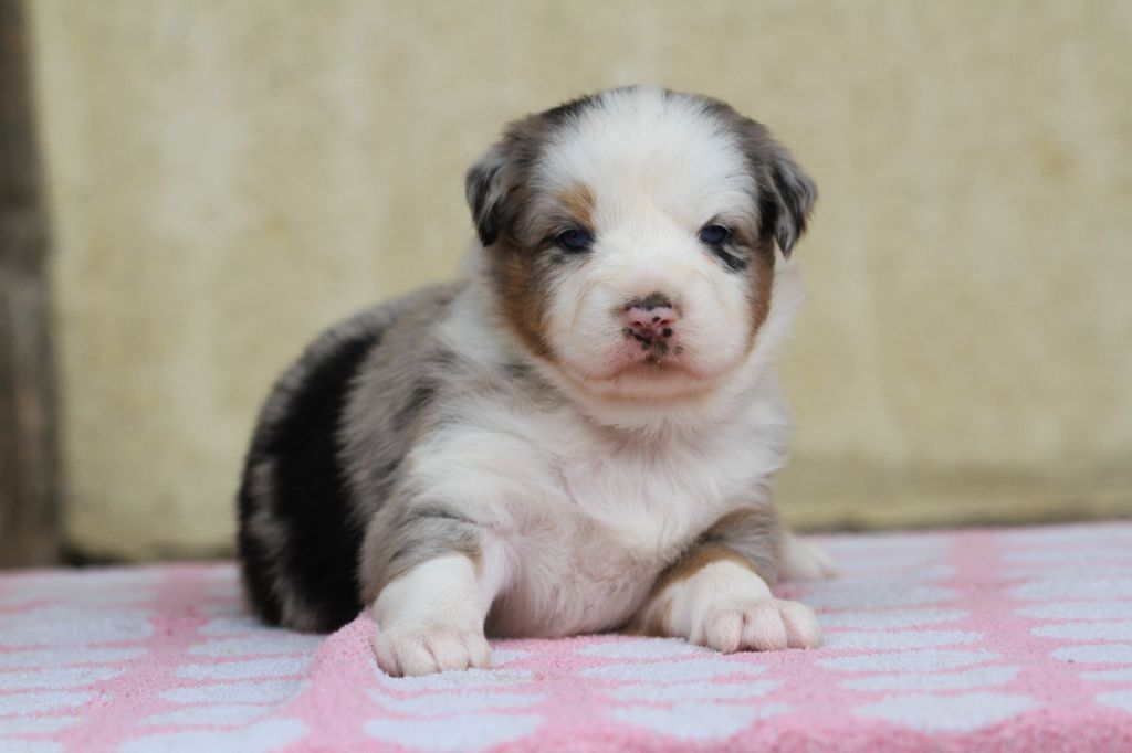 De La Tombée De La Nuit - Chiots disponibles - Berger Australien