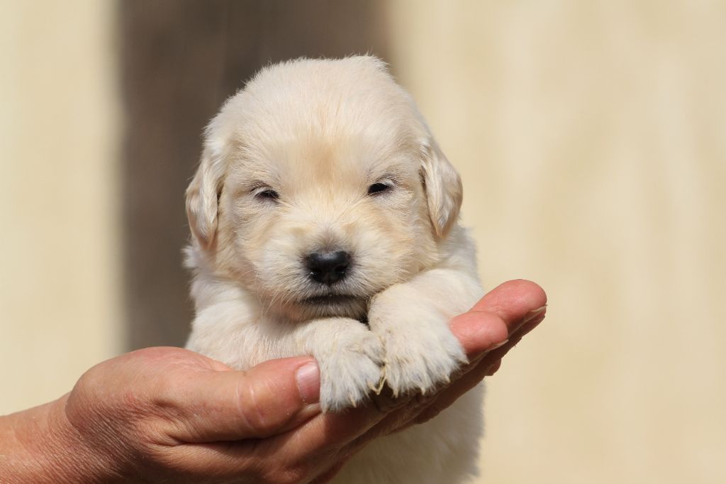 De La Tombée De La Nuit - Chiots disponibles - Golden Retriever