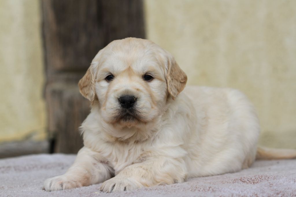 Chiot Golden Retriever De La Tombée De La Nuit