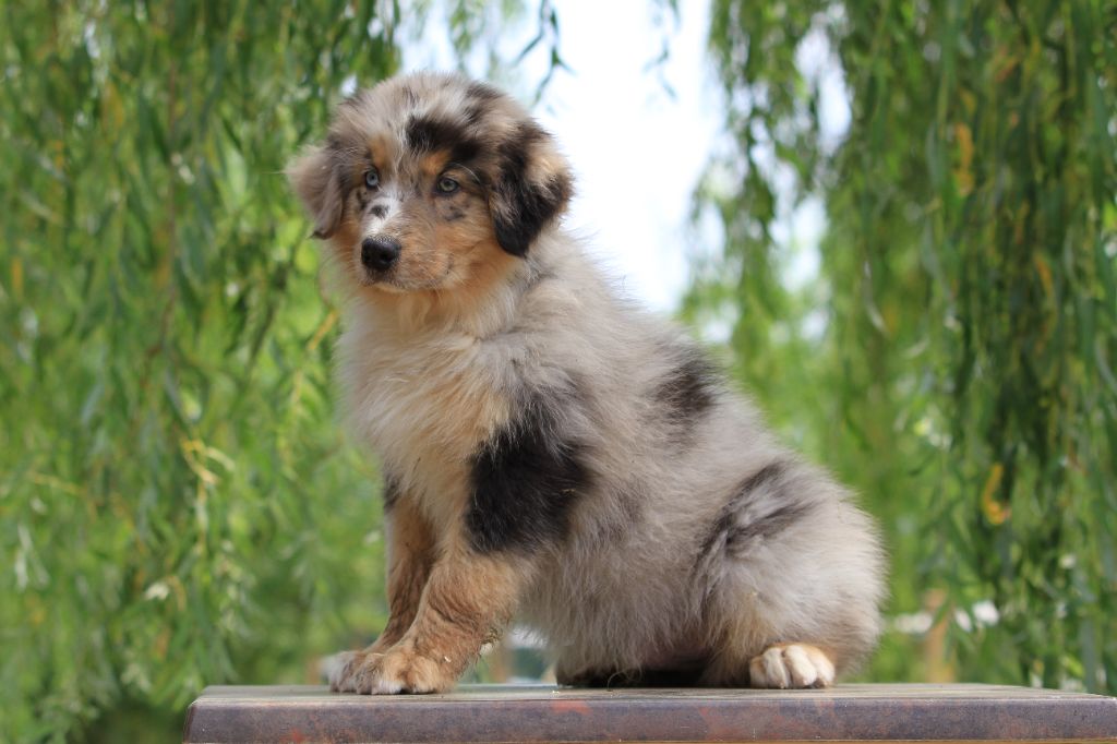 De La Tombée De La Nuit - Chiots disponibles - Berger Australien