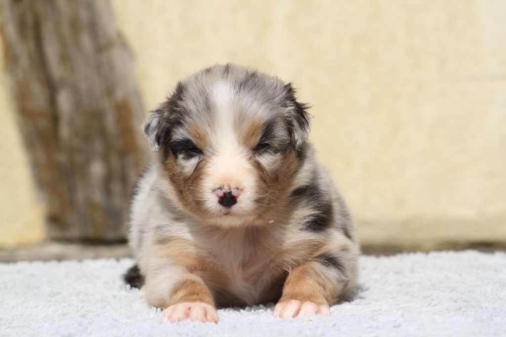 De La Tombée De La Nuit - Chiots disponibles - Berger Australien