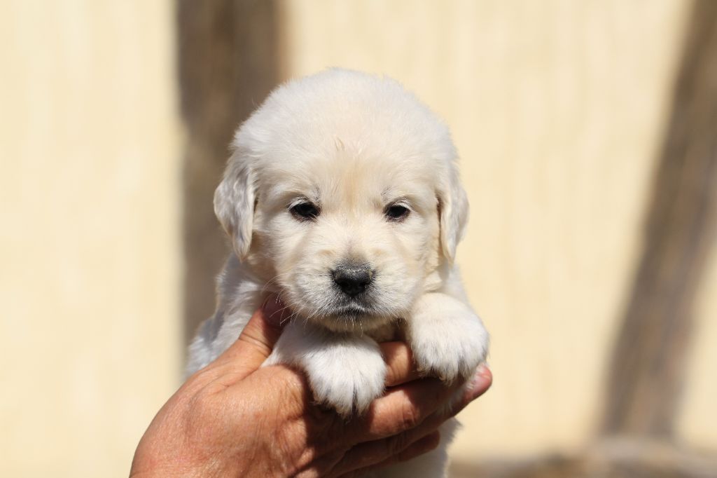 De La Tombée De La Nuit - Chiots disponibles - Golden Retriever