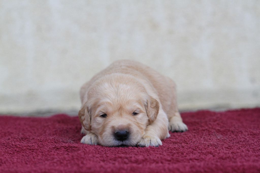 De La Tombée De La Nuit - Chiots disponibles - Golden Retriever