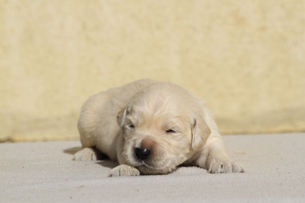 De La Tombée De La Nuit - Chiots disponibles - Golden Retriever