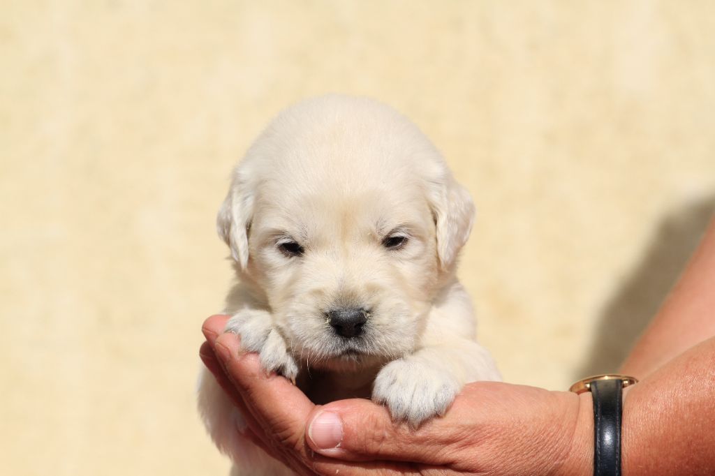 De La Tombée De La Nuit - Chiots disponibles - Golden Retriever