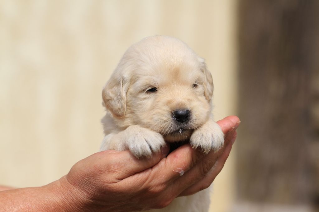 De La Tombée De La Nuit - Chiots disponibles - Golden Retriever