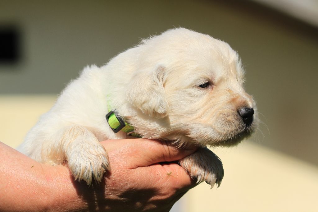 De La Tombée De La Nuit - Chiots disponibles - Golden Retriever