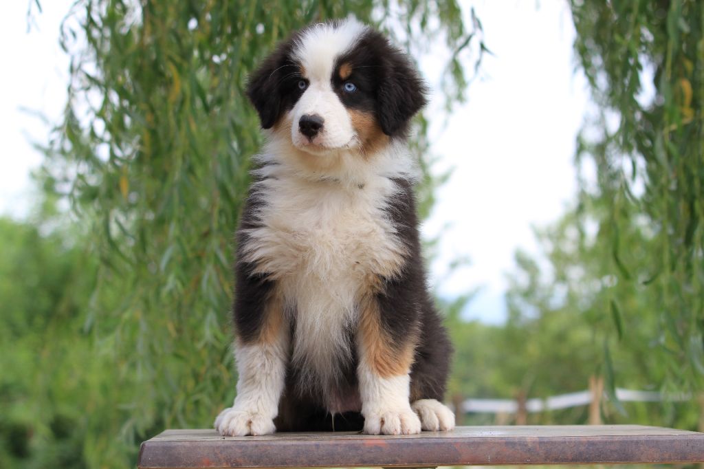 Chiot Berger Australien De La Tombée De La Nuit