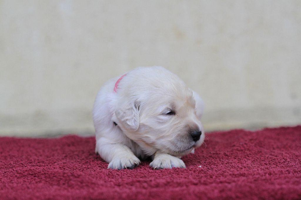 De La Tombée De La Nuit - Chiots disponibles - Golden Retriever