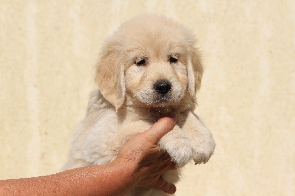 De La Tombée De La Nuit - Golden Retriever - Portée née le 27/06/2025