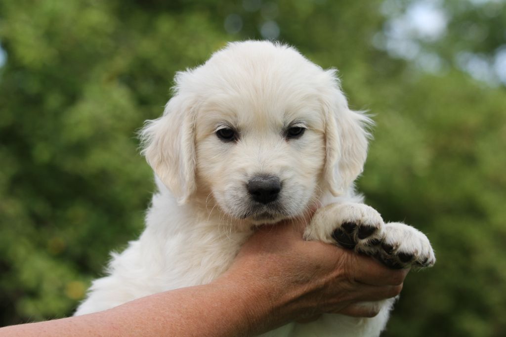 De La Tombée De La Nuit - Golden Retriever - Portée née le 26/07/2025