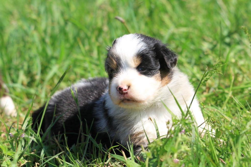 De La Tombée De La Nuit - Chiots disponibles - Berger Australien