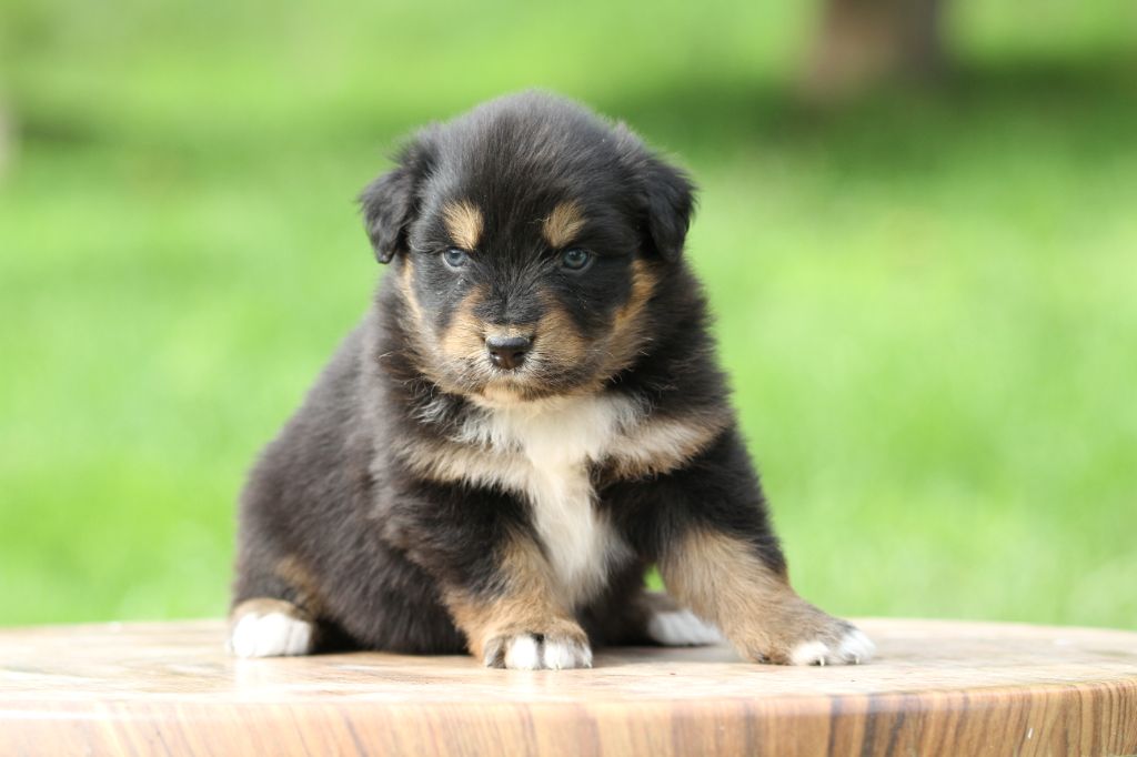 De La Tombée De La Nuit - Chiots disponibles - Berger Australien