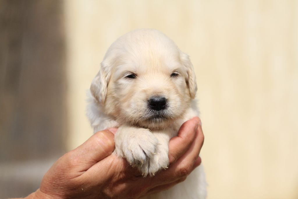 De La Tombée De La Nuit - Chiots disponibles - Golden Retriever