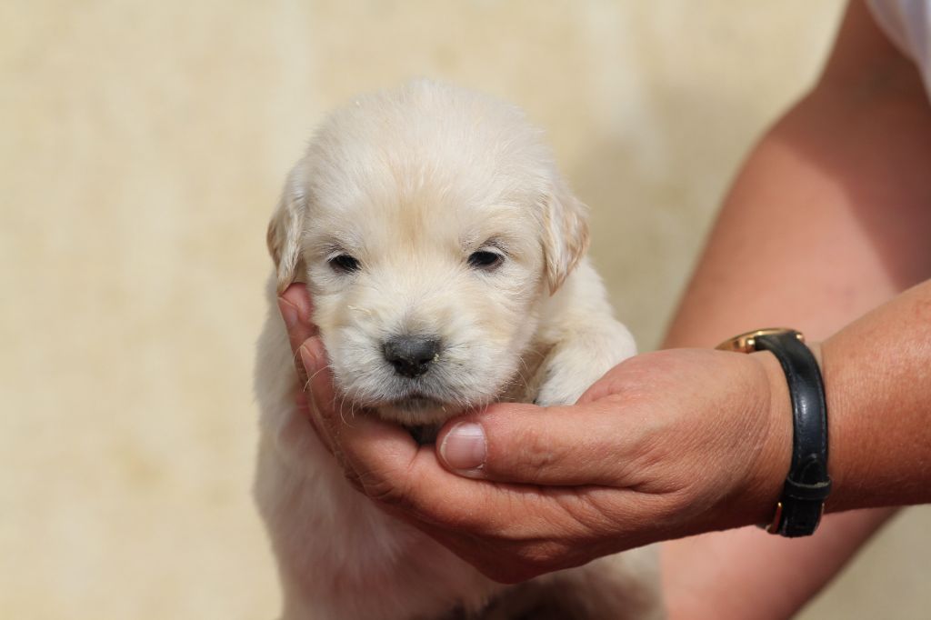 De La Tombée De La Nuit - Chiots disponibles - Golden Retriever