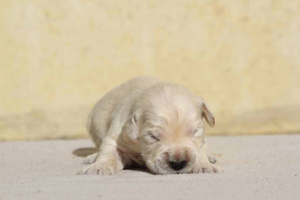 De La Tombée De La Nuit - Chiots disponibles - Golden Retriever