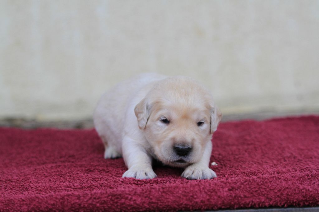 De La Tombée De La Nuit - Chiots disponibles - Golden Retriever