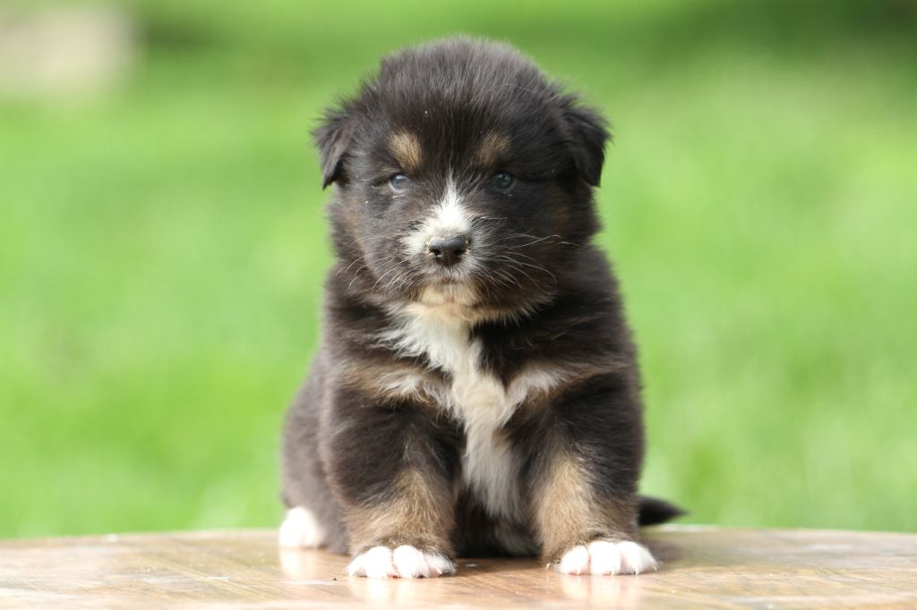 De La Tombée De La Nuit - Chiots disponibles - Berger Australien