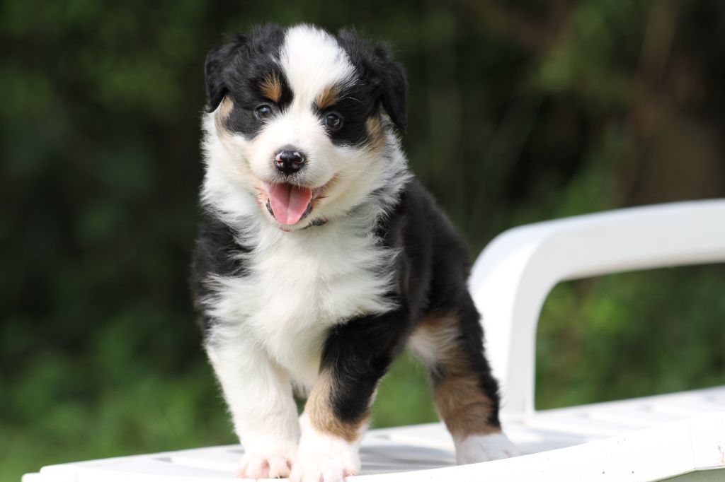 De La Tombée De La Nuit - Chiots disponibles - Berger Australien
