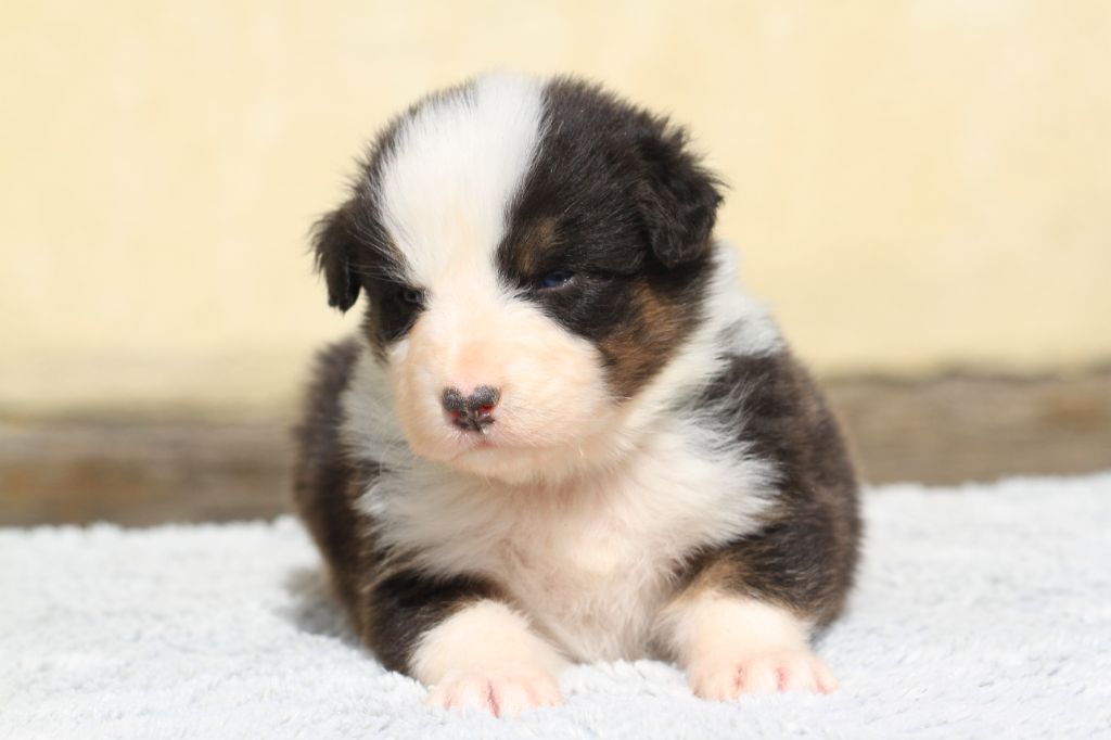 De La Tombée De La Nuit - Chiots disponibles - Berger Australien